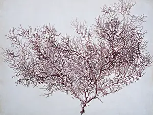 Branched: Gorgonian coral