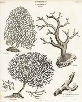 Universal Dictionary: Gorgonian soft corals and red coral