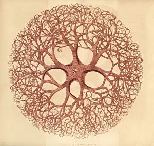 Caput: Gorgon's head, Gorgonocephalus caput medusae