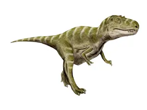 Gorgosaurus: Gorgosaurus dinosaur