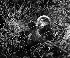 Gorilla: Gorilla, 1932