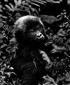 Gorilla: Gorilla, 1932