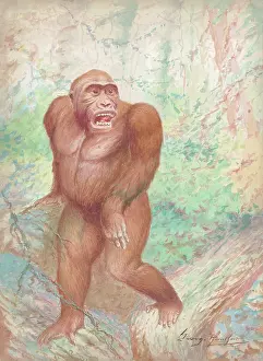 Rankin: Gorilla