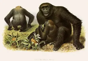 Cuddling: Gorilla
