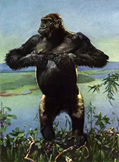Apes: Gorilla