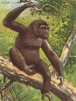 Apes: Gorilla