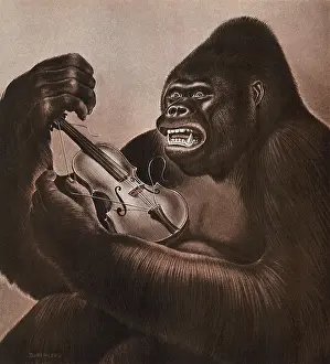 Gorilla: Gorilla destroys Violin