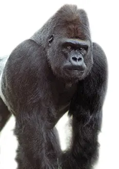 Gorilla: Gorilla gorilla, gorilla