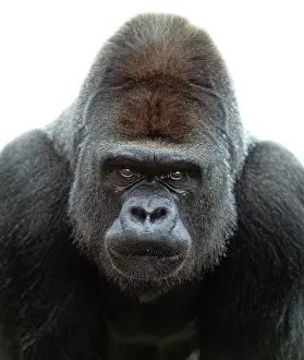 Gorilla: Gorilla gorilla, gorilla