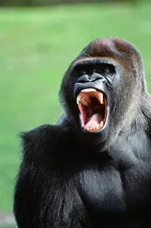 Macho: Gorilla gorilla gorilla africa