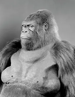Silverback: Gorilla gorilla gorilla, western lowland gorilla