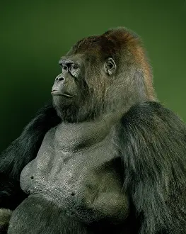 Silverback: Gorilla gorilla gorilla, western lowland gorilla