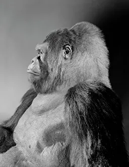 Gorilla: Gorilla gorilla gorilla, western lowland gorilla