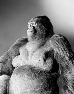 Gorilla: Gorilla gorilla gorilla, western lowland gorilla