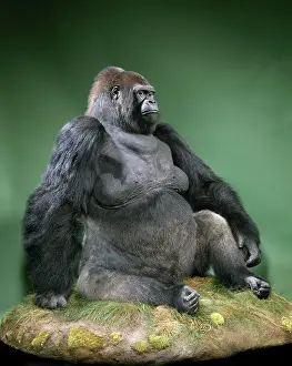 Gorilla: Gorilla gorilla gorilla, western lowland gorilla