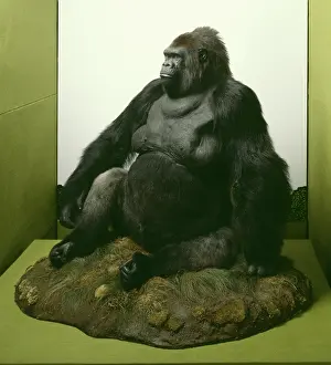 Gorilla: Gorilla gorilla gorilla, western lowland gorilla