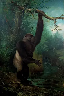 Gorilla: Gorilla gorilla, western gorilla