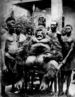 Gorilla: Gorilla hunting, 1926