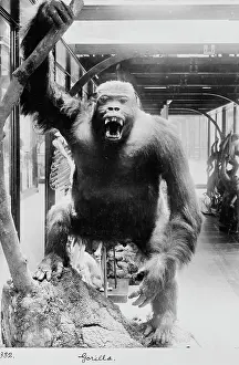 Gorilla, November 1897
