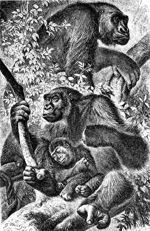 Gorillas: Gorillas, 1864