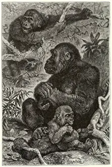 Gorillas: GORILLAS AT HOME