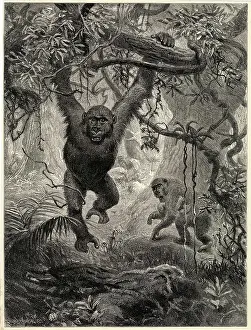 Gorillas: GORILLAS IN THE JUNGLE