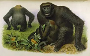 Gorillas: GORILLAS/ZOO. SOC/VOL 5