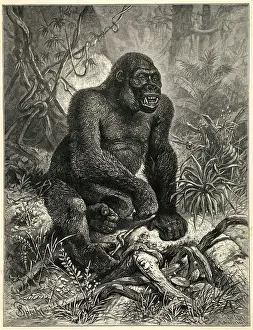 Troglodytes: THE GORILLLA