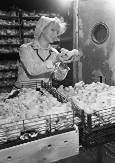 Chicken: Gorin broiler poultry factory
