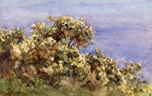 Falmouth: Gorse Bushes, Falmouth