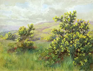 Marius: Gorse bushes in a hilly andscape