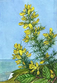 Gorse: Gorse by the sea