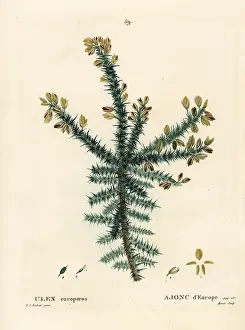 Whin: Gorse, Ulex europaeus