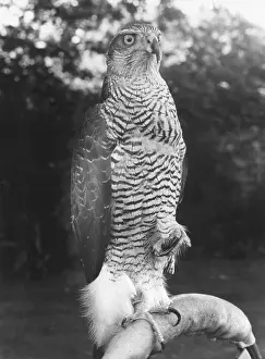 Goshawk: GOSHAWK