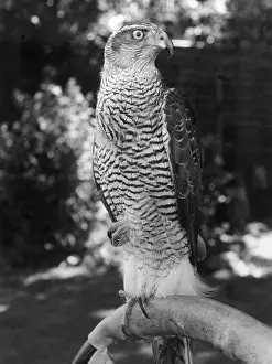 Goshawk: A GOSHAWK
