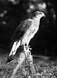 Goshawk: Goshawk Gorgo of a Brandenburg falconer