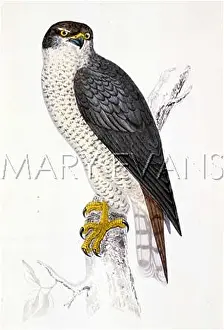 Astur: GOSHAWK (MORRIS)