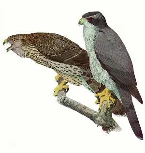 Goshawk: Goshawks
