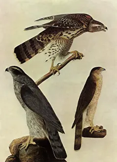 Goshawk: Goshawks, Cooper's Hawk