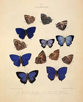 Menander: Gossamer Winged Butterflies