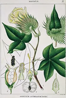 Terrarium: Gossypium acuminatum, cotton