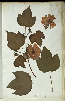 Malvidae: Gossypium arboreum, tree cotton