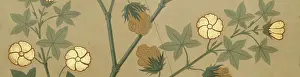 Malvidae: Gossypium barbadense, cotton