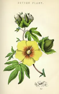 Gossypium: GOSSYPIUM (COTTON)