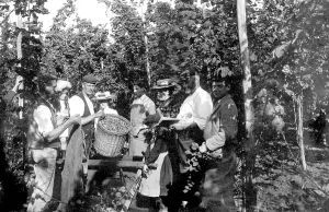 Goudhurst: Goudhurst, Measuring the Hops 1904