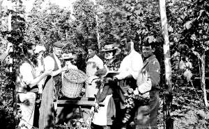 Goudhurst: Goudhurst, Measuring the Hops 1904