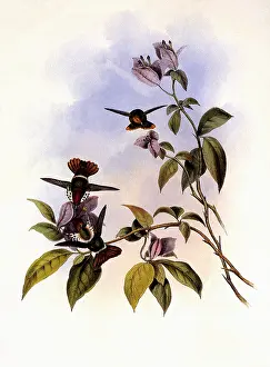 Coquette: Gould's Coquette, Lophornis Gouldi