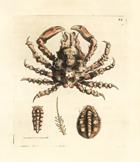 Elford: Gouty lissa crab, Lissa chiragra