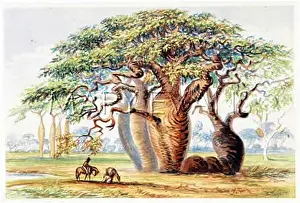 Gouty: GOUTY-STEM TREES