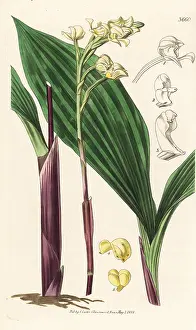 Gardners: Govenia utriculata orchid
